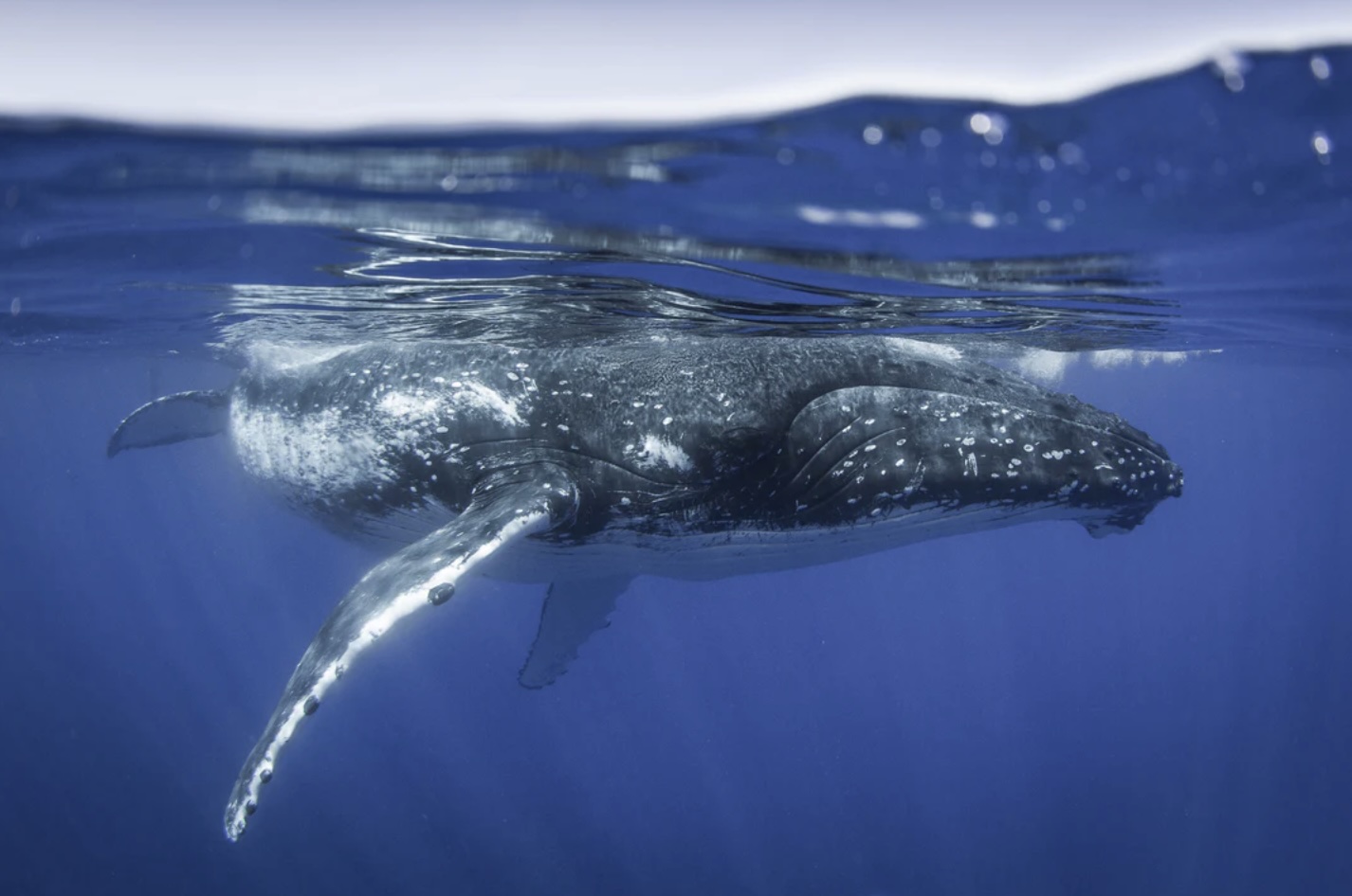 French Polynesia ocean wildlife